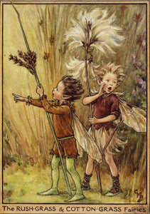 Fairytale & Folklore Stickers - Cecily Mary Barker's Flower Fairies: Michaelmas Daisy, White Bindweed, Scilla, Rush Grass/Cotton Grass