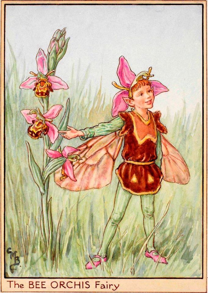 Fairytale & Folklore Stickers - Cecily Mary Barker's Flower Fairies: Marigold, Pear Blossom, Gaillardia, Bee Orchis