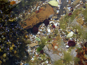 Orkney Islands Mug - Rock Pool on Graemsay, shop.Orkneyology.com