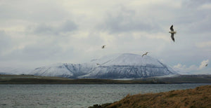Orkney Islands Mug - Winter on the West Coast of Stromness, shop.orkneyology.com