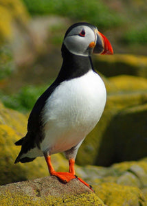 Orkney Islands Stickers - The Incredibly Adorable Puffin!