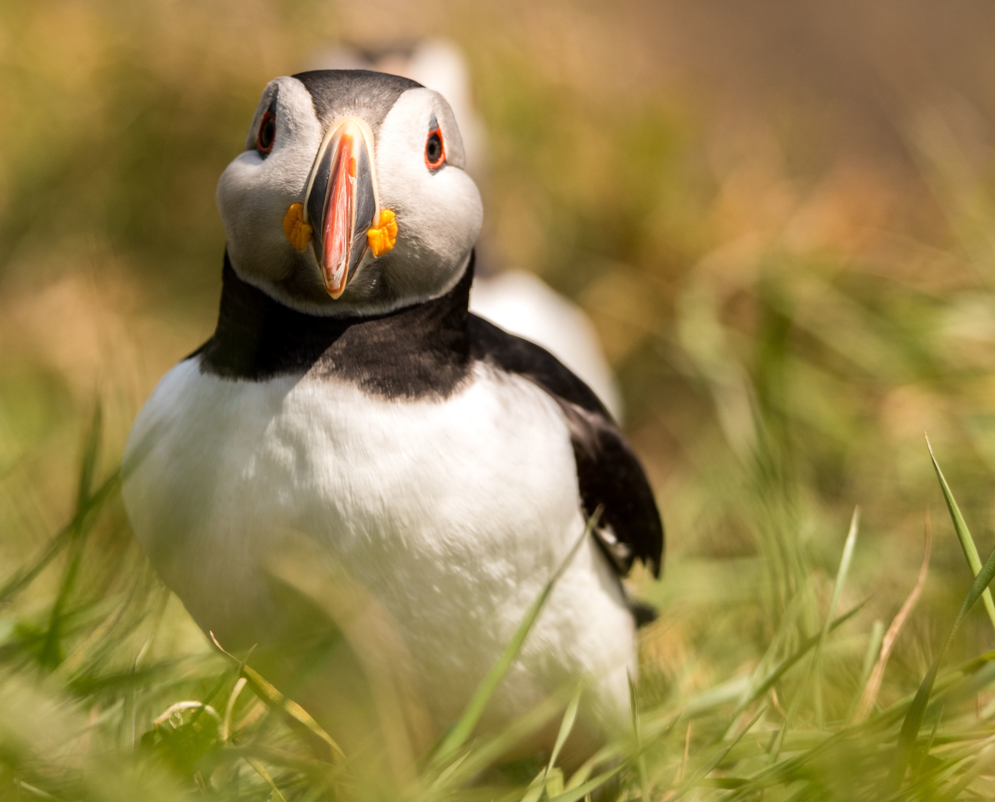 Orkney Islands Stickers - The Incredibly Adorable Puffin!